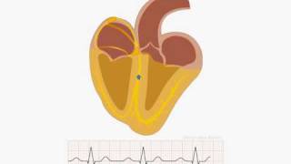 Animation of normal sinus rhythm [upl. by Duer]