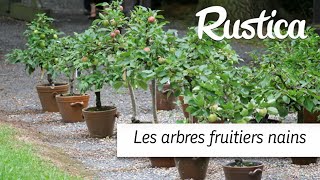 Des arbres fruitiers nains en pot dans un petit espace [upl. by Anits993]