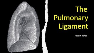 The pulmonary ligament [upl. by Cyndi299]