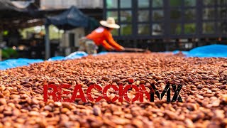 ANUNCIA JAVIER MAY RESCATE DE LA PRODUCCION CACAOTERA [upl. by Smart553]