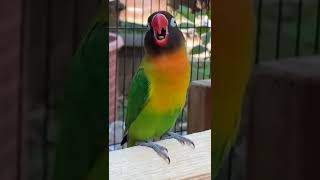 Lovebird Singing amp Chirping Sounds shorts [upl. by Hayyim]