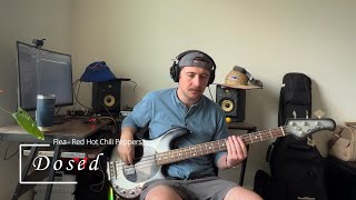 Dosed  Red Hot Chili Peppers  Bass Cover [upl. by Ahcsat119]