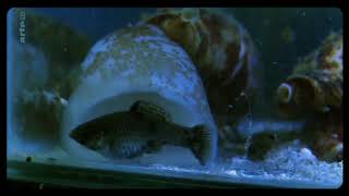 Cone Snail Eats Fish [upl. by Kahle]