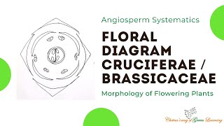 Cruciferae or Brassicaceae Floral Diagram I Morphology of Flowering Plants [upl. by Loretta]