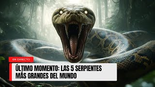 LAS 5 SERPIENTES MAS GRANDES DEL MUNDO [upl. by Ulysses]