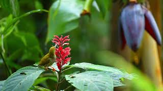 纹背捕蛛鸟 Streaked Spiderhunter Arachnothera magna [upl. by Silvain]