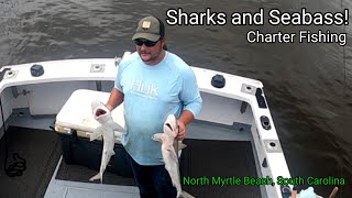 2 Dog Sharks and a bunch of Black Sea Bass caught near North Myrtle Beach SC [upl. by Tati709]