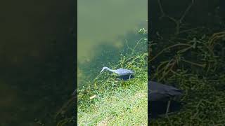 Little Blue Heron Stalks Edge of Pond Boat Tailed Grackles Chirp amp Cypress Trees Oviedo Florida [upl. by Nylcsoj]