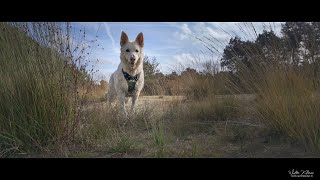 Swiss White Shepherd  Herperduin20102024 [upl. by Netsriik]