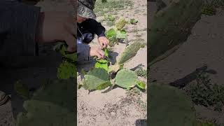 20230520 114136 farming farm cactus nopales texas westtexas [upl. by Adidnere]