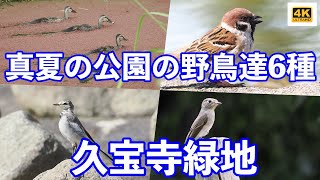 8月の公園の野鳥達6種久宝寺緑地公園 [upl. by Mella]