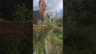 Invasive Guernsey Fleabane conyza canariensis invasivespecies gardening permaculture herbs [upl. by Telfer]