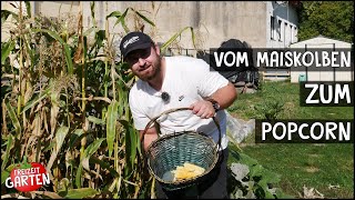 PopcornMais anbauen  Vom Kolben zum Popcorn  Freizeit Garten [upl. by Krigsman]