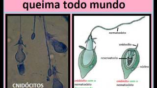 Música Cnidarios slides [upl. by Enamrahs]