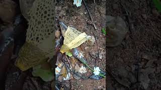 Fresh fruitbodies of stinkhorn Phallus indusiatus from Sadolxem Canacona awaiting insect visits3 [upl. by Melisandra]