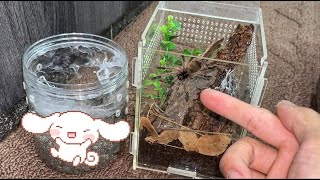 Rehousing my Puerto Rican Pinktoe Tarantula [upl. by Leicester849]