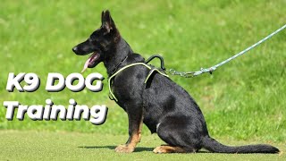 Belgian Malinois Training Protection Owner  Basics Obedience  Basics Command  K9 Dog [upl. by Maharg]