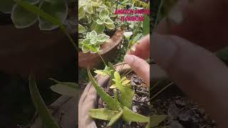 Amazon sword aquatic plants how to grow emersed And get floweringaquatic plants fishmicro fish [upl. by Holton]