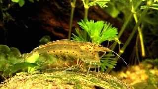 Caridina multidentata grainée crevette dAmano exjaponica [upl. by Eniamor]