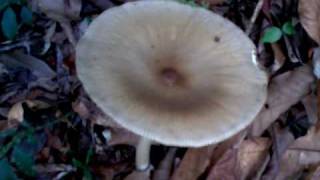 Gigantic Mushrooms or Fungi in Bishops Trail in Fraser Hill Pahang Malaysia [upl. by Alemak866]