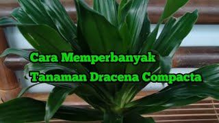 Cara Memperbanyak Tanaman Dracena Compacta [upl. by Llenyt]