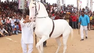 Horse Dancing At The Cattle Fair In Pushkar Rajasthan India  Amazing Horse Dance Competition [upl. by Anola]