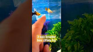 Three Way Breeder Box 🐠Platy Babies aquarium [upl. by Martinez]