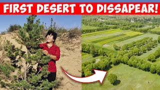 How This Woman Totally Reversed Chinas Desert  From Sand Dunes To Green Forests [upl. by Eidnarb]