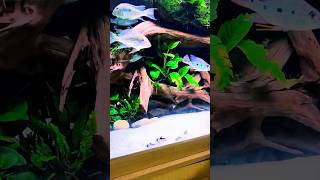 Betta Fish ke Liye Safe Aur Friendly Tank Mates – Top Choicesbettafish tankmates [upl. by Jarv]