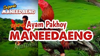 Sejarah Ayam Pakhoy Maneedaeng [upl. by Janyte55]