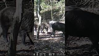 Perfect synchronization of the fly swatters wildhogs hoghunting nature wildlife gamecamera [upl. by Luce]