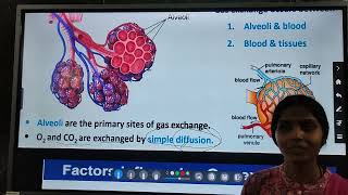 Biology  Exchange of Gas Transport of gases and disorders of respiratory system [upl. by Ravahs]