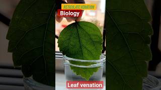 ☘️Leaf VenationTypes of venation in leafneet biology ncert shorts [upl. by Yremogtnom]