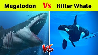 Megalodon Vs Killer Whales   Who Would Win [upl. by Gabel532]