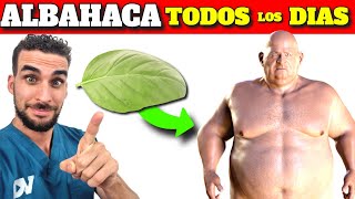 Super Planta MEDICINAL Albahaca Increíbles Beneficios de Comer Albahaca [upl. by Wilmar38]