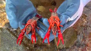 暴風雨之後，海裡小龍蝦、八爪魚遍地爬，又抓到手軟【牛牛趕海海鮮】 [upl. by Giavani]