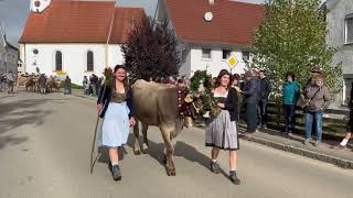 Viehscheid in Oberschönegg 2024 mit der Alpe Gunzesried [upl. by Lexie]