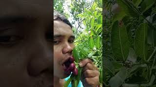 Cranberry food lfarming lfruit [upl. by Nazarius]