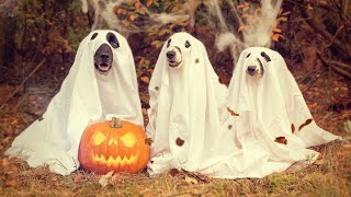 Hilarious Ghost Dogs Jigsaw Puzzle for Kids 🐶👻 [upl. by Azal645]