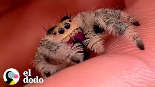 Araña saltadora súper linda es TAN descarada  El Dodo [upl. by Jacquetta]