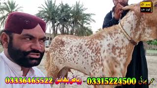 pure makhi baby goat 03336465522 goat farming in Pakistan bakri farm [upl. by Ruskin]