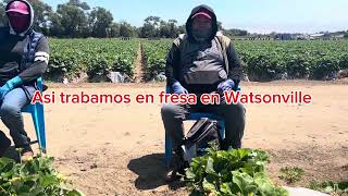 Los freceros de Watsonville [upl. by Nylitak]