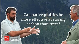 Can native prairies be more effective at storing carbon than trees [upl. by Yecnahc]