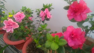 Azalea plant carehow to grow and get more flowers from Azalea plant [upl. by Ahcrop53]