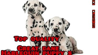 7989955172☎️ great dane harlequin female puppy s available [upl. by Deelaw]