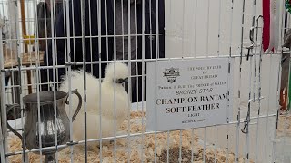 Poultry at Nidderdale Show 2024 🏆🐓 [upl. by Mcintyre]