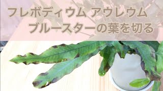 フレボディウム アウレウム ブルースターの葉を切る（お手入れ・管理） ｜ Phlebodium aureum Blue Ster ｜観葉植物 [upl. by Fortunna]