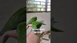 Hahns macaw fully tamed 9629608032 [upl. by Winn948]