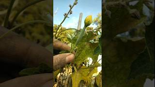 Small ridge gourds are growing on the plant nature farming ridgegourd shorts [upl. by Doownel]