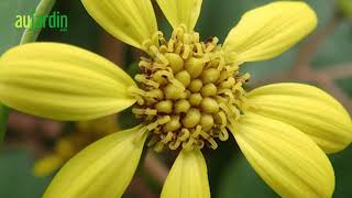 La PLANTE LÉOPARD une vivace aux FEUILLES GRAPHIQUES et à la FLORAISON HIVERNALE [upl. by Nerual]